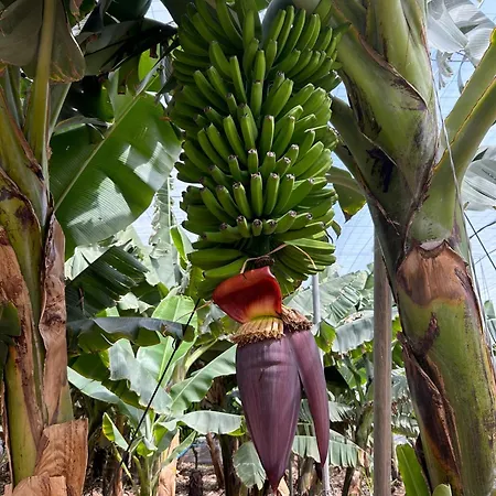 House Harvey J53 Mareverde * אדחה